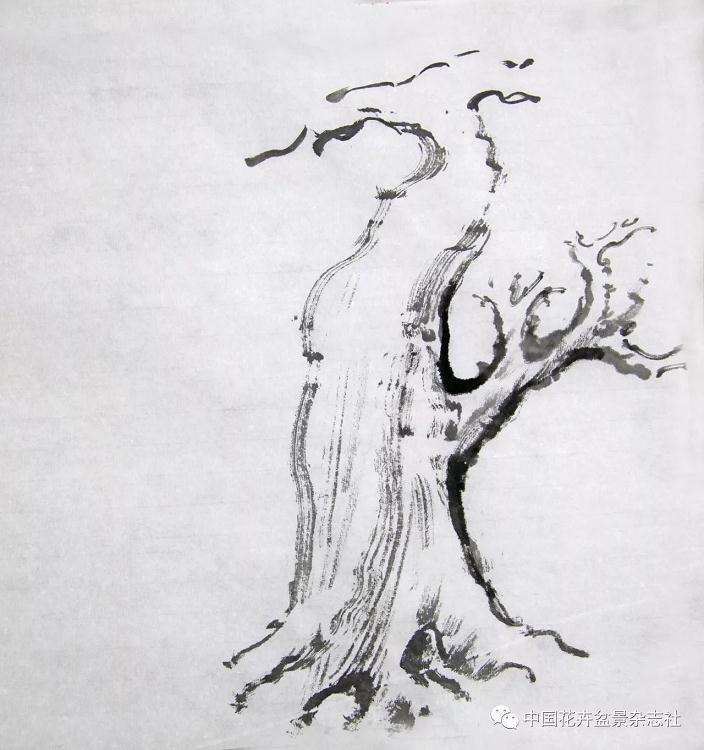 三种盆景造型的第一出枝