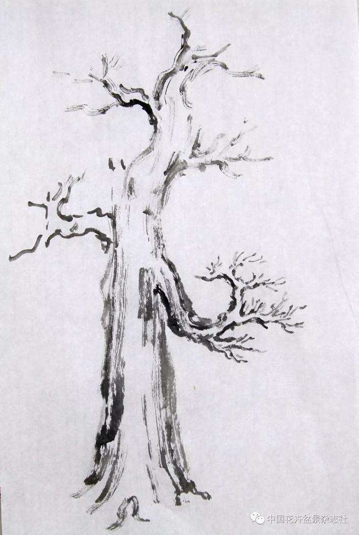 三种盆景造型的第一出枝