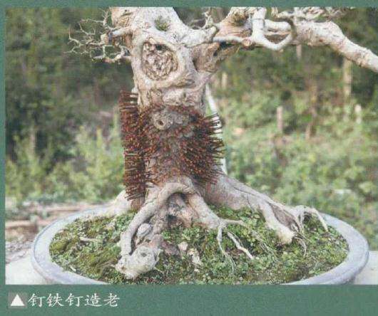 朴树盆景树皮怎么造老的方法