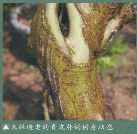 朴树盆景树皮怎么造老的方法