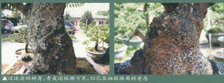 朴树盆景树皮怎么造老的方法