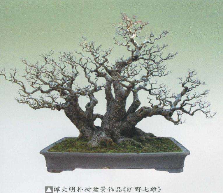 朴树盆景怎么上盆的方法