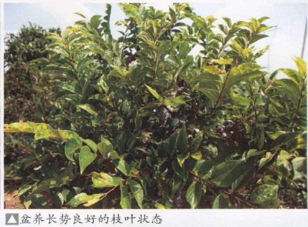 朴树盆景成型作品怎么管理的方法