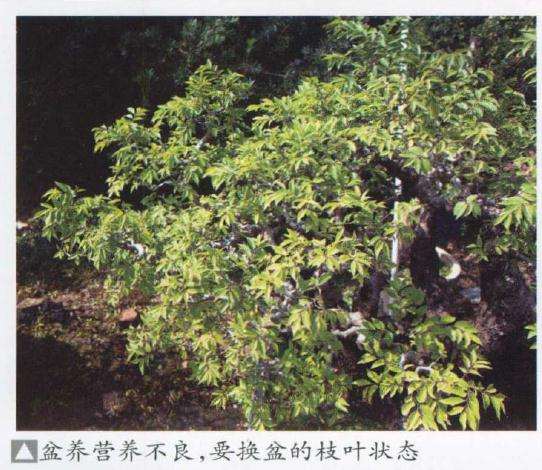 朴树盆景成型作品怎么管理的方法