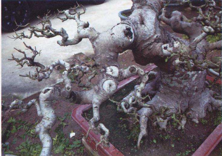 朴树盆景成型作品怎么管理的方法