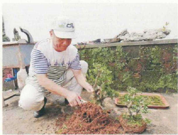 大型树石盆景怎么创作的方法