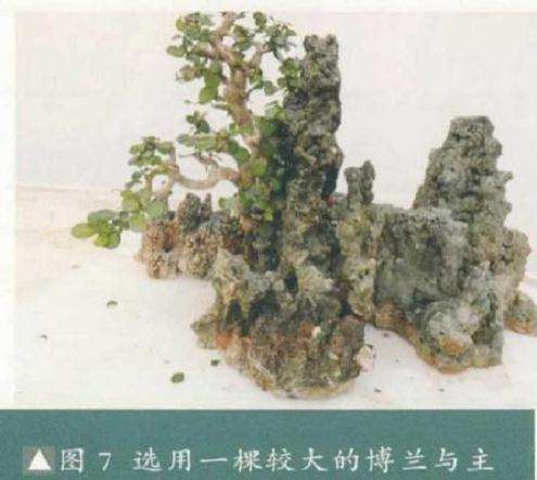 大型树石盆景怎么创作的方法