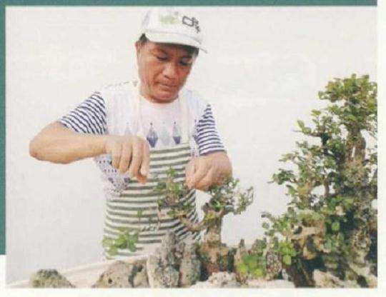 大型树石盆景怎么创作的方法