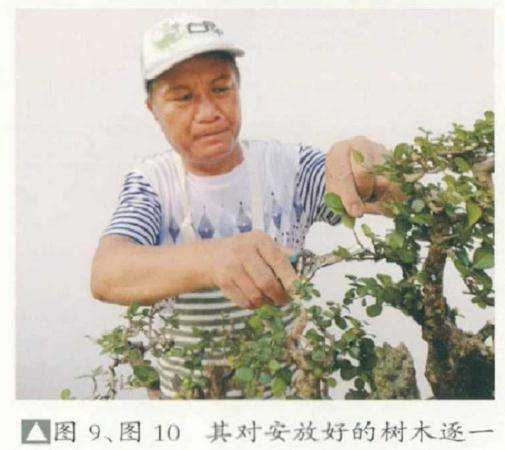 大型树石盆景怎么创作的方法