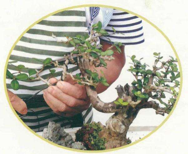 大型树石盆景怎么创作的方法