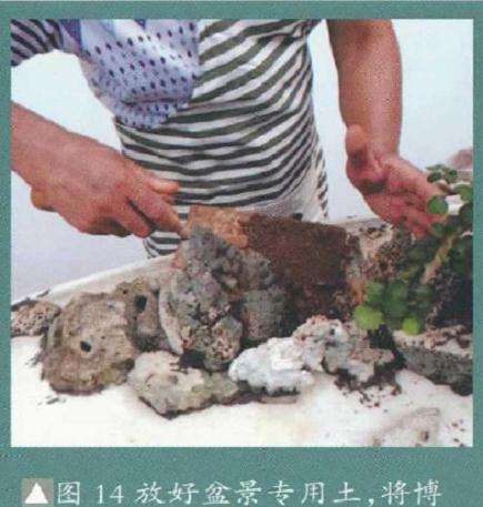 大型树石盆景怎么创作的方法