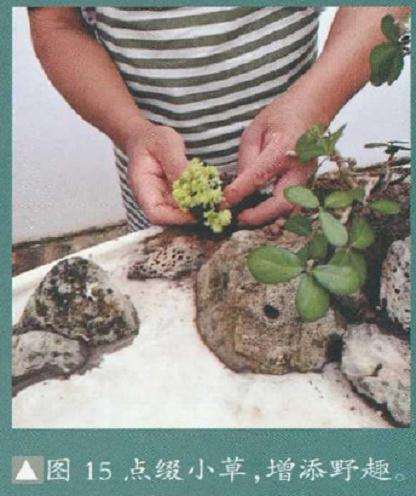 大型树石盆景怎么创作的方法