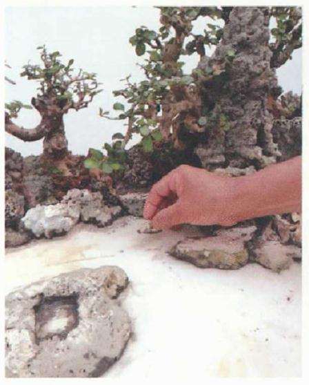 大型树石盆景怎么创作的方法