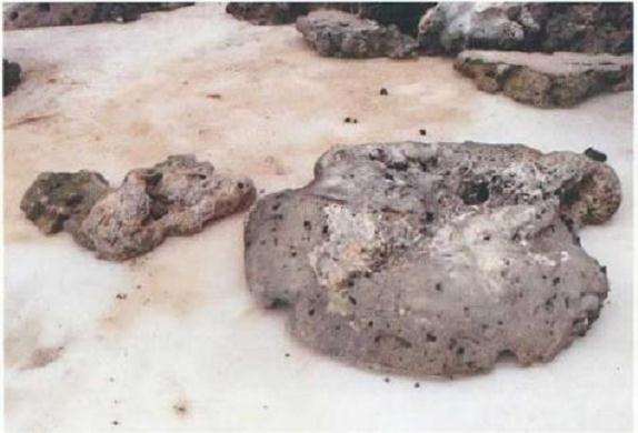 大型树石盆景怎么创作的方法