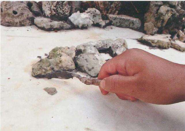 大型树石盆景怎么创作的方法