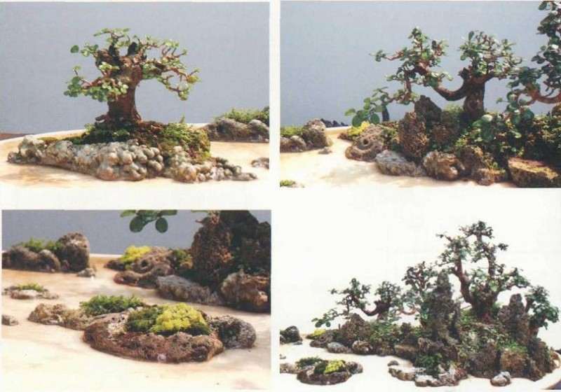 大型树石盆景怎么创作的方法