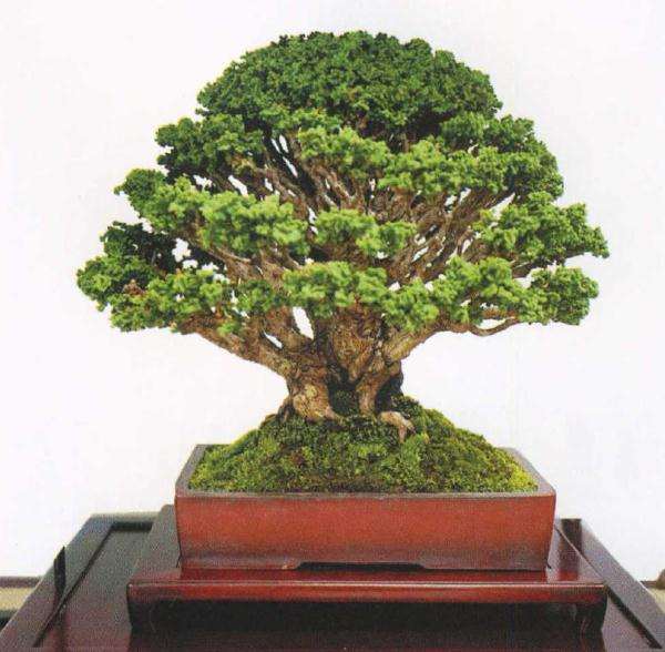 2019年日本小品盆栽协会主办秋雅展