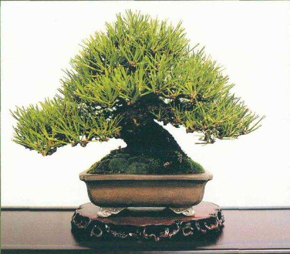 2019年日本小品盆栽协会主办秋雅展