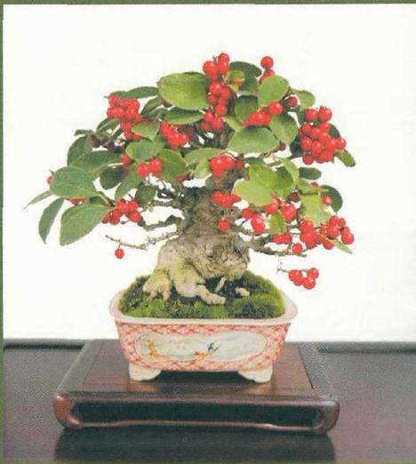 2019年日本小品盆栽协会主办秋雅展