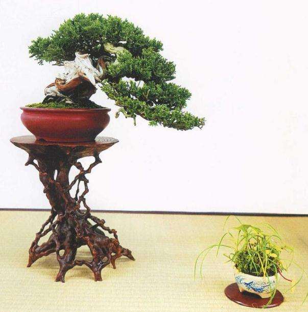 2019年日本小品盆栽协会主办秋雅展