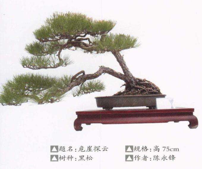 2020首届海丝泉州盆景邀请展成功举办