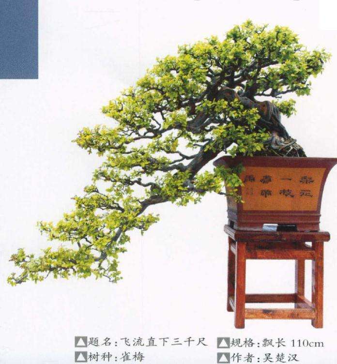 2020首届海丝泉州盆景邀请展成功举办