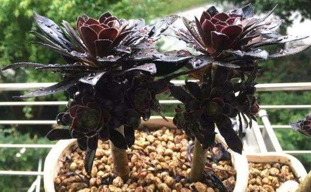 黑法师多肉夏季怎么养护的2个要点