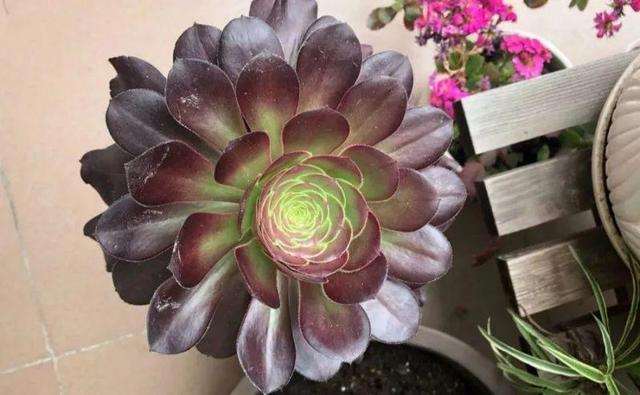 黑法师多肉夏季怎么养护的2个要点