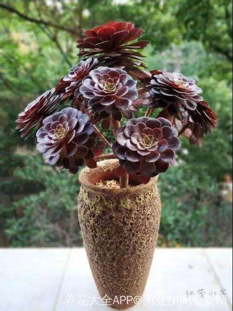 休眠期的法师多肉怎么养