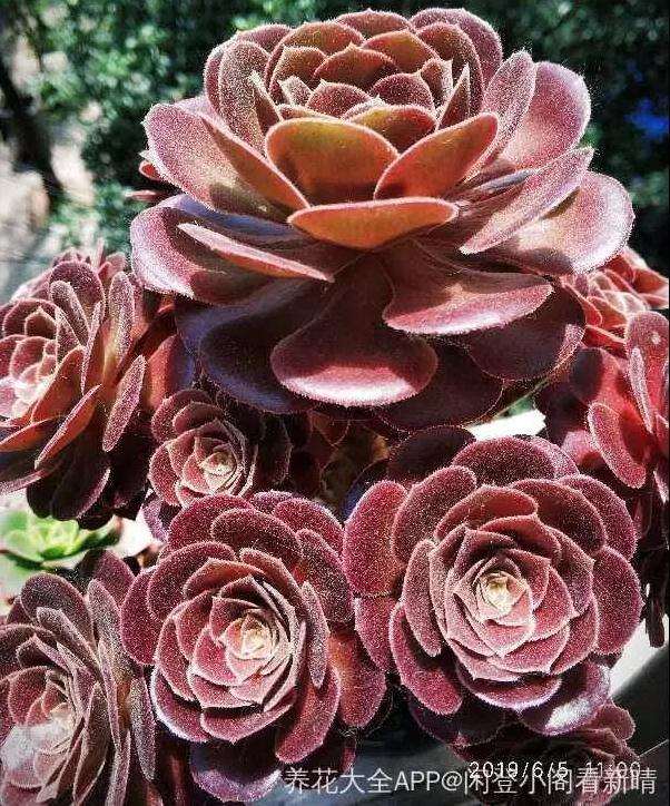 休眠期的法师多肉怎么养