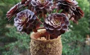 休眠期的黑法师多肉怎么养的3个方法