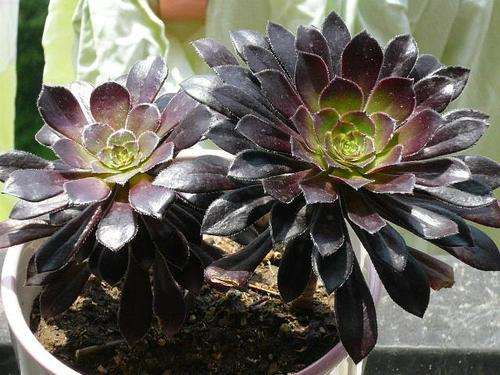 黑法师多肉出现黑腐病 怎么办 图片