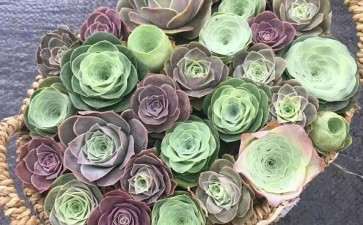 山地玫瑰多肉如何度夏的4个方法