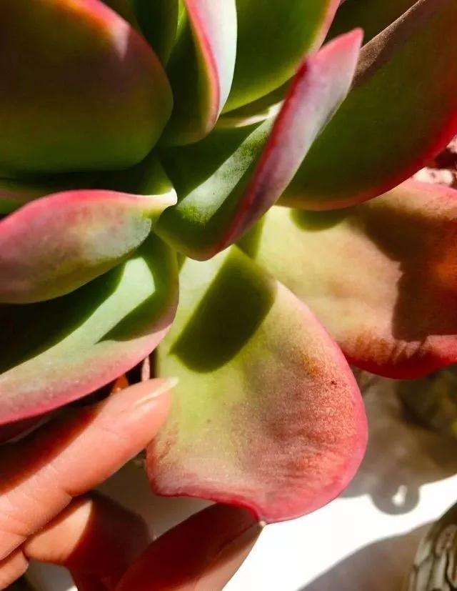 多肉怎么控养浇水的3个方法