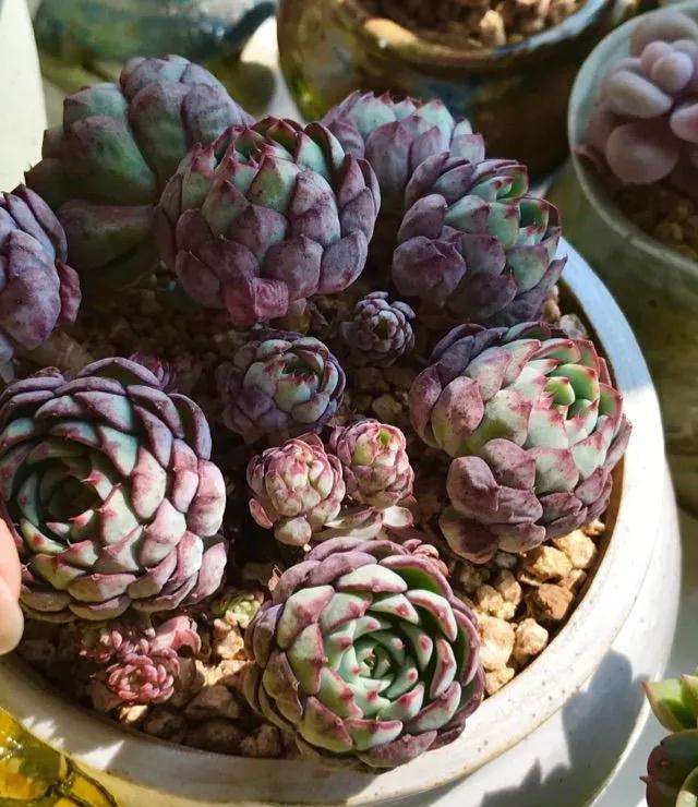 多肉怎么控养浇水的3个方法