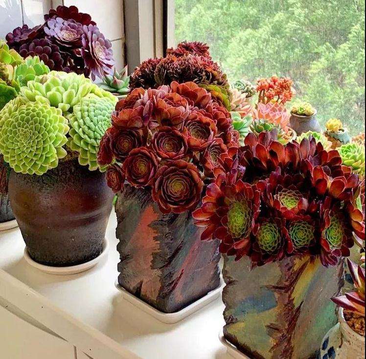 阳台多肉怎么控养的3个方法