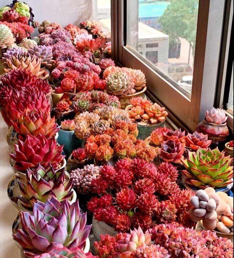 阳台多肉怎么控养的3个方法