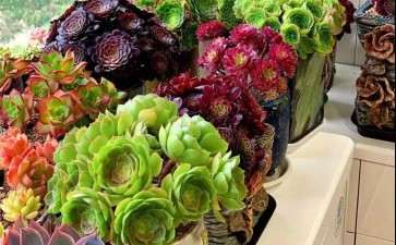 阳台多肉怎么控养的3个方法