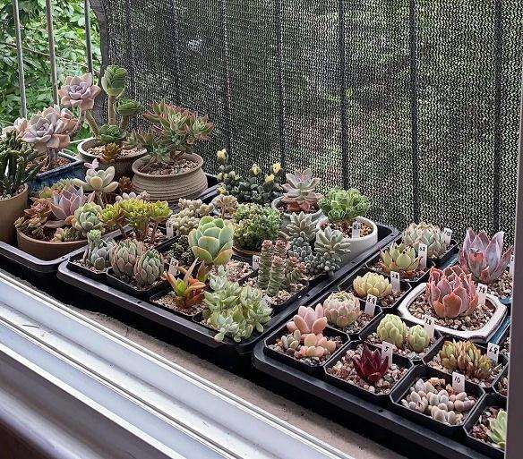 多肉度夏怎么遮阳的方法