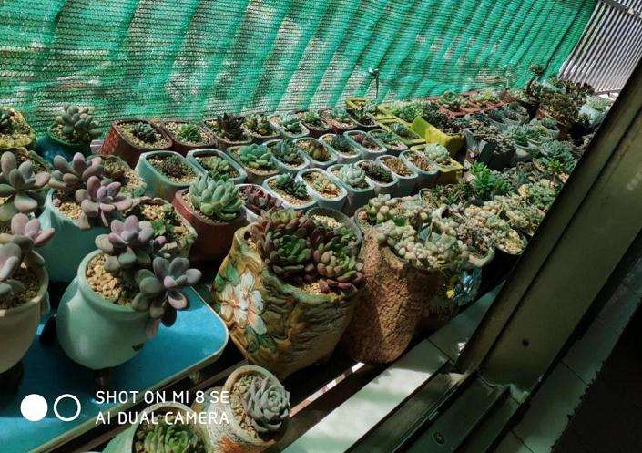 多肉度夏怎么遮阳的方法