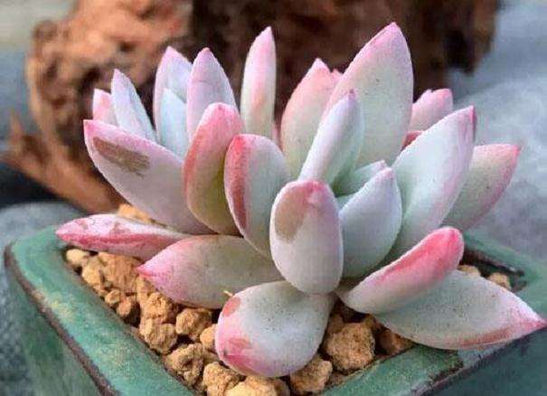 多肉如何通风降温的2个方法