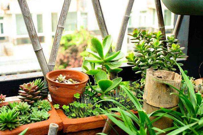 多肉如何通风降温的2个方法