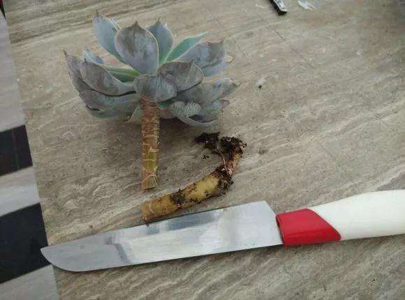 多肉怎么用棉花快速发根的方法