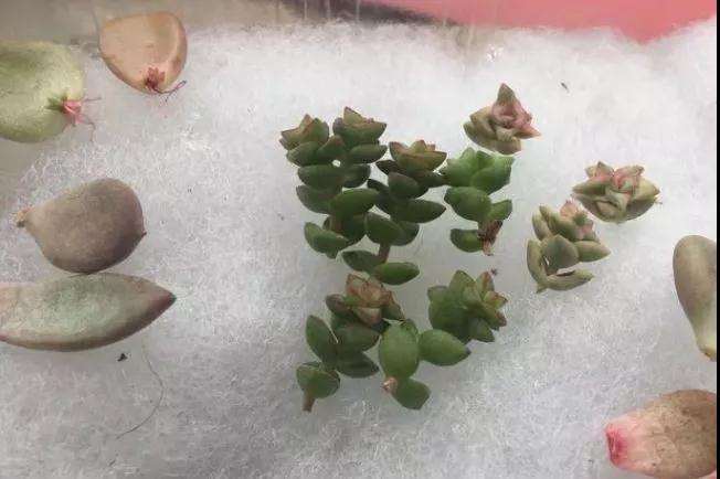多肉怎么用棉花快速发根的方法