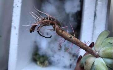 多肉怎么用棉花快速发根的方法