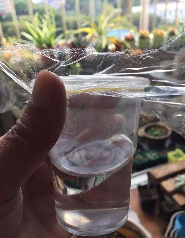 多肉怎么用塑料杯快速发根的方法