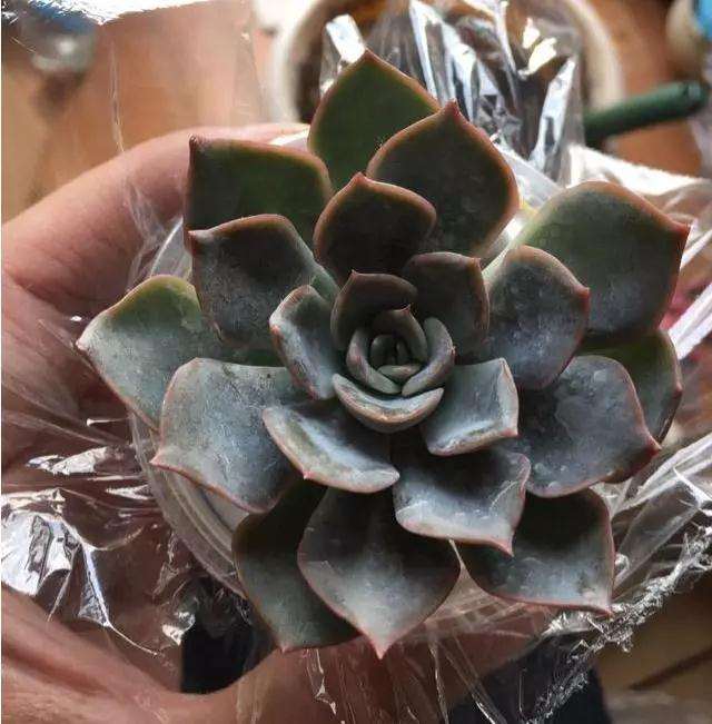 多肉怎么用塑料杯快速发根的方法