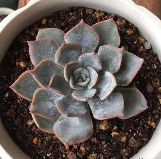 多肉怎么用塑料杯快速发根的方法