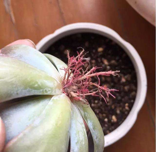 多肉怎么用塑料杯快速发根的方法