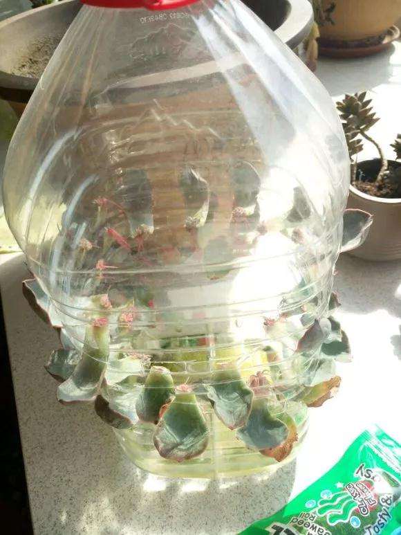 多肉怎么用塑料杯快速发根的方法